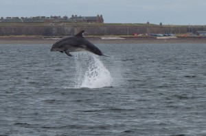 Delfin im Moray Firth