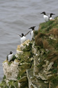 Vögel auf dem Kliff