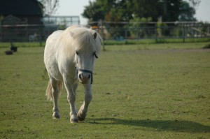 Shetland-Pony